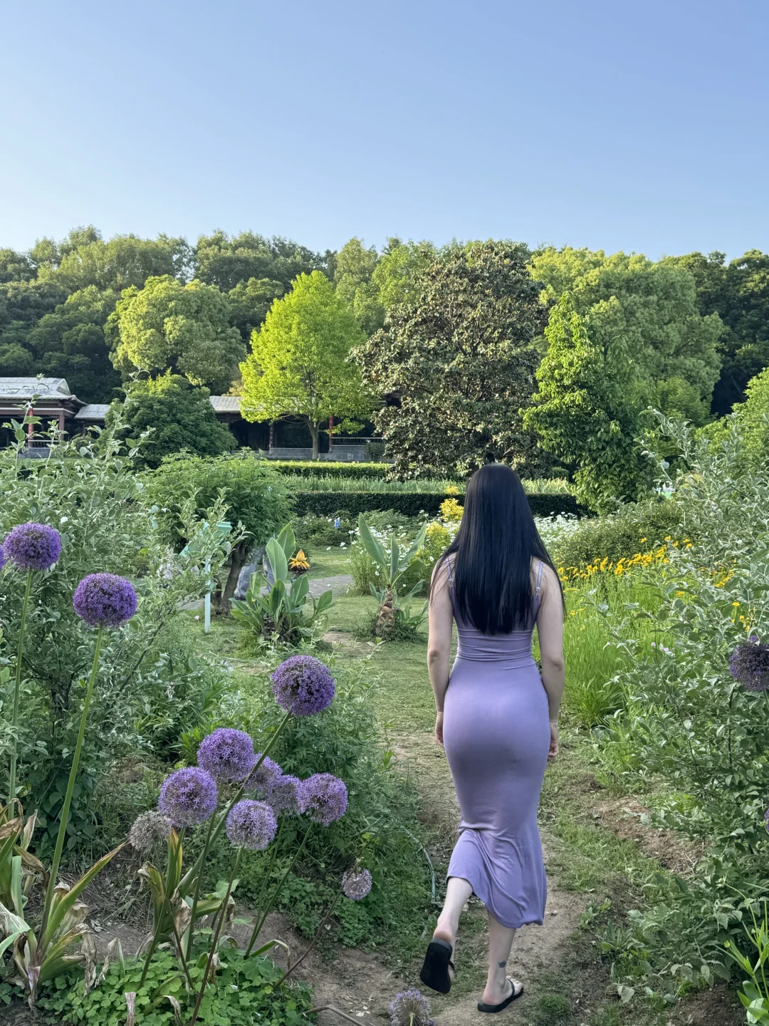 live图｜南京植物园，原来大葱花可以这么美