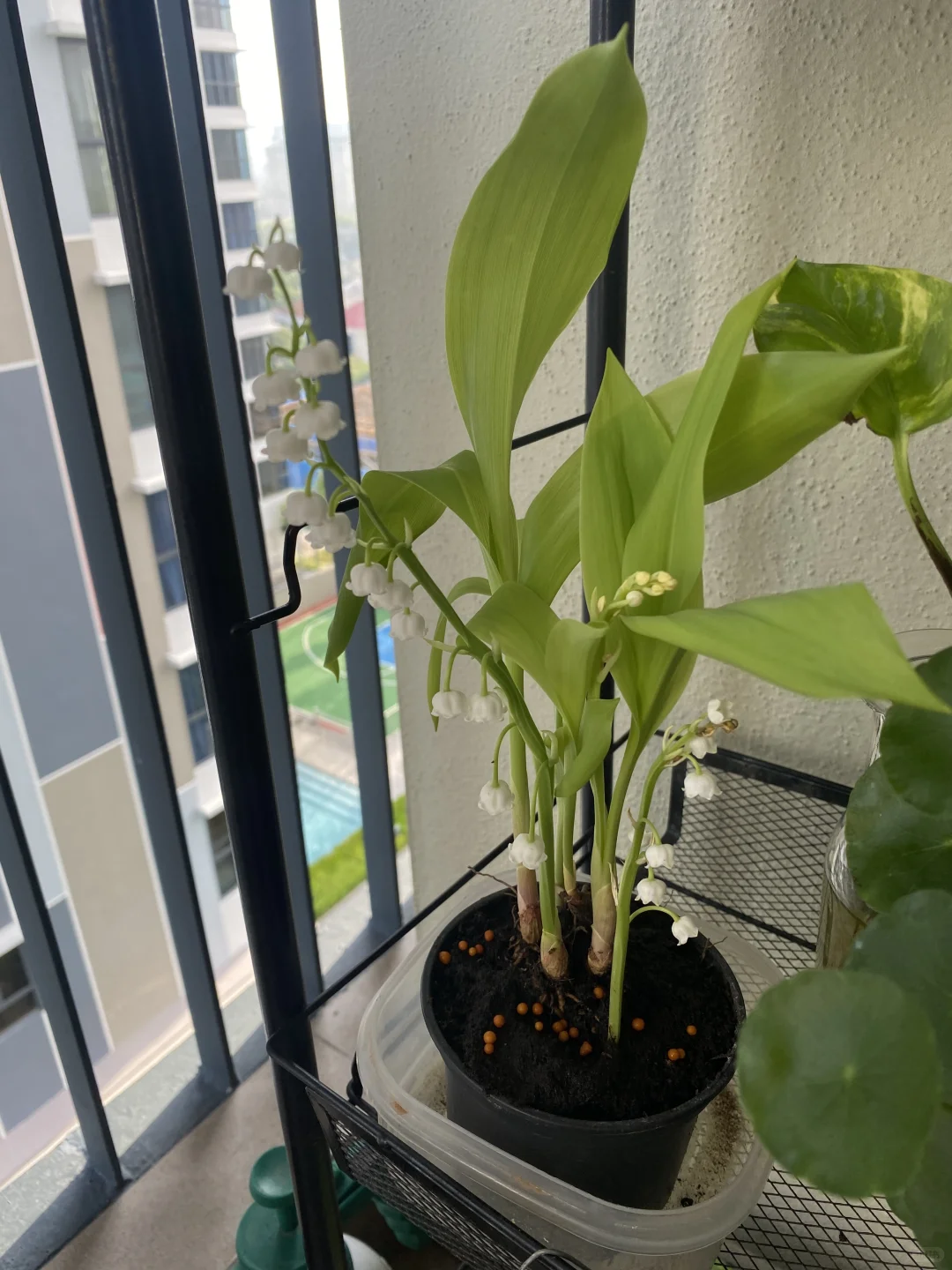 ??鈴蘭終於買到了_請教大神熱帶養護技巧