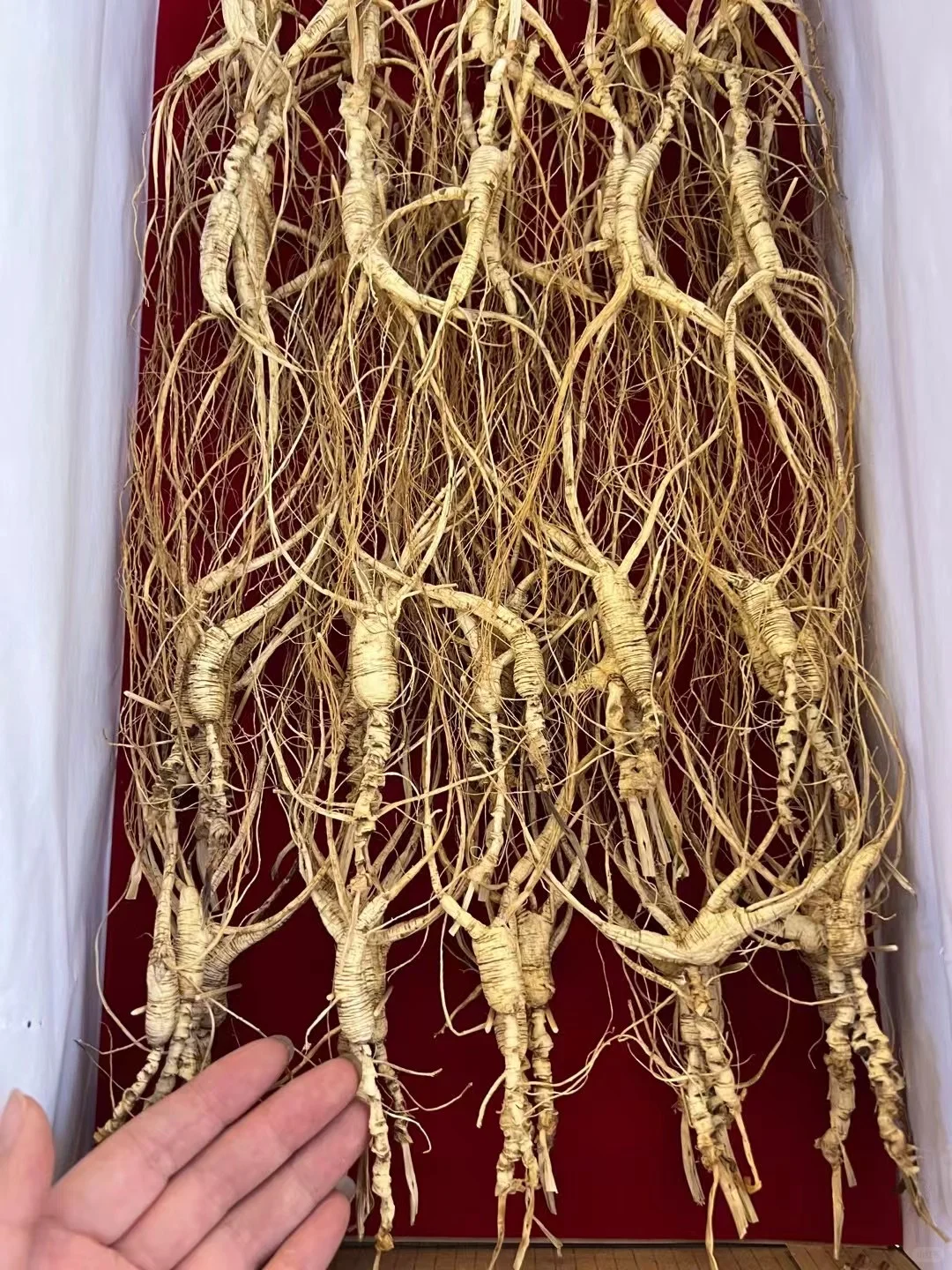 高年头林下籽，一盒100棵1000元