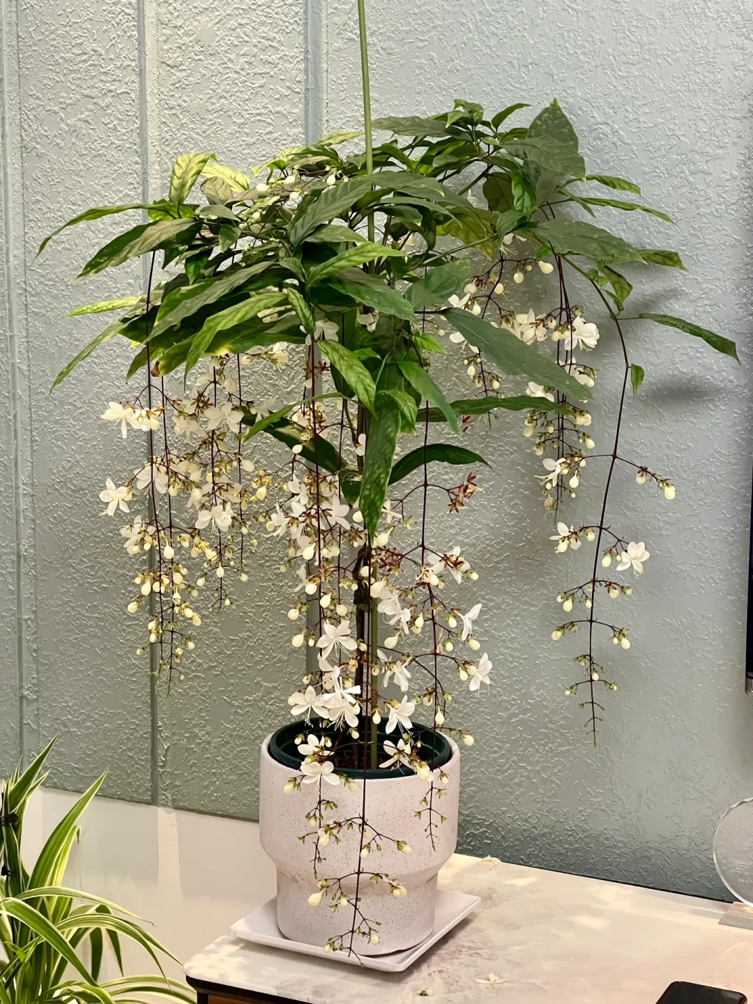 年宵花?｜浪漫垂丝茉莉?