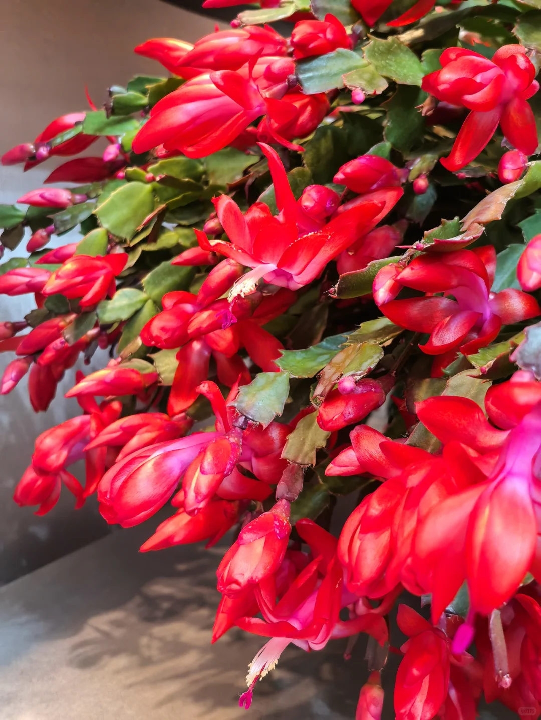 蟹爪兰的高光时刻到啦