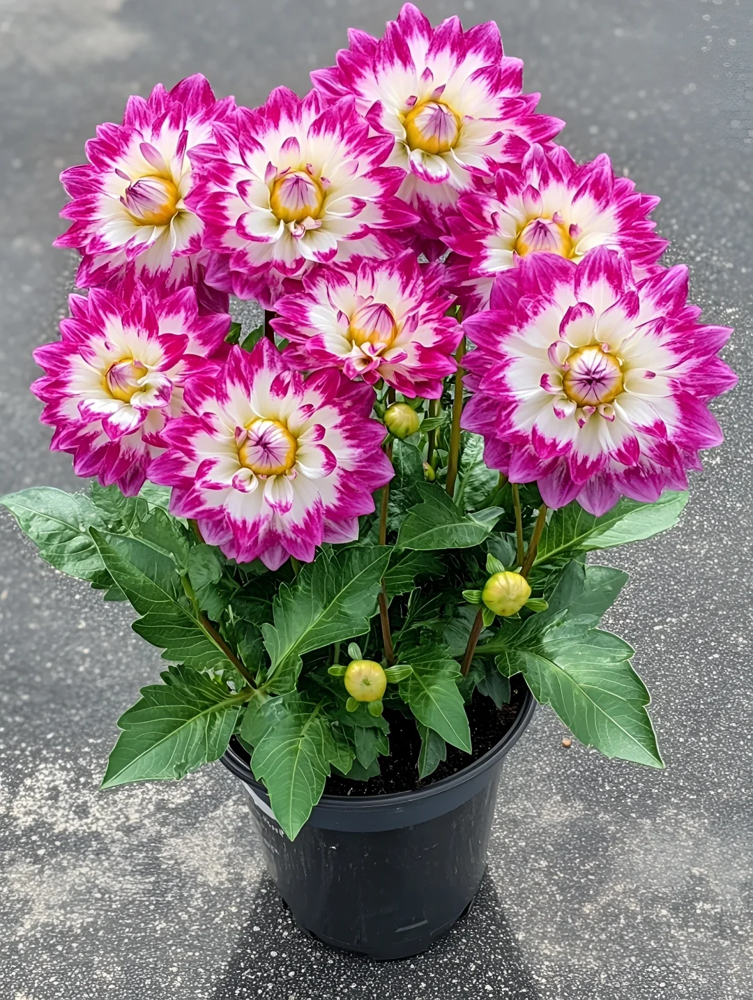 看看你们种的花