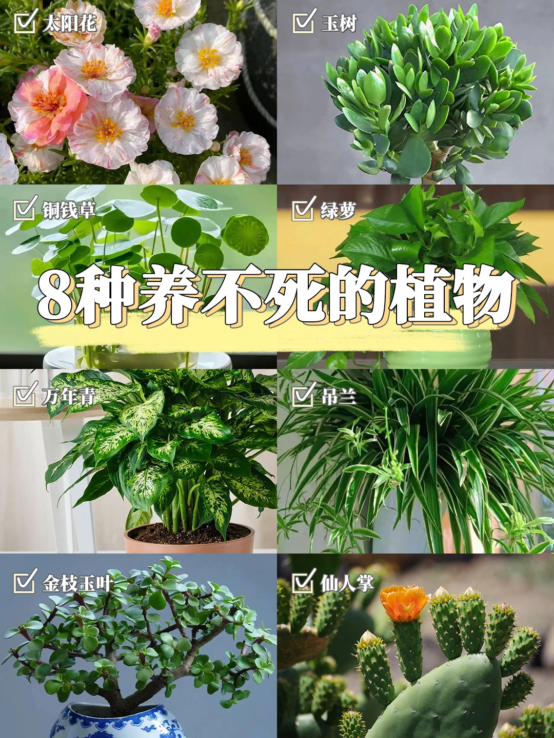 8种养不死的植物✅植物杀手也能养❗