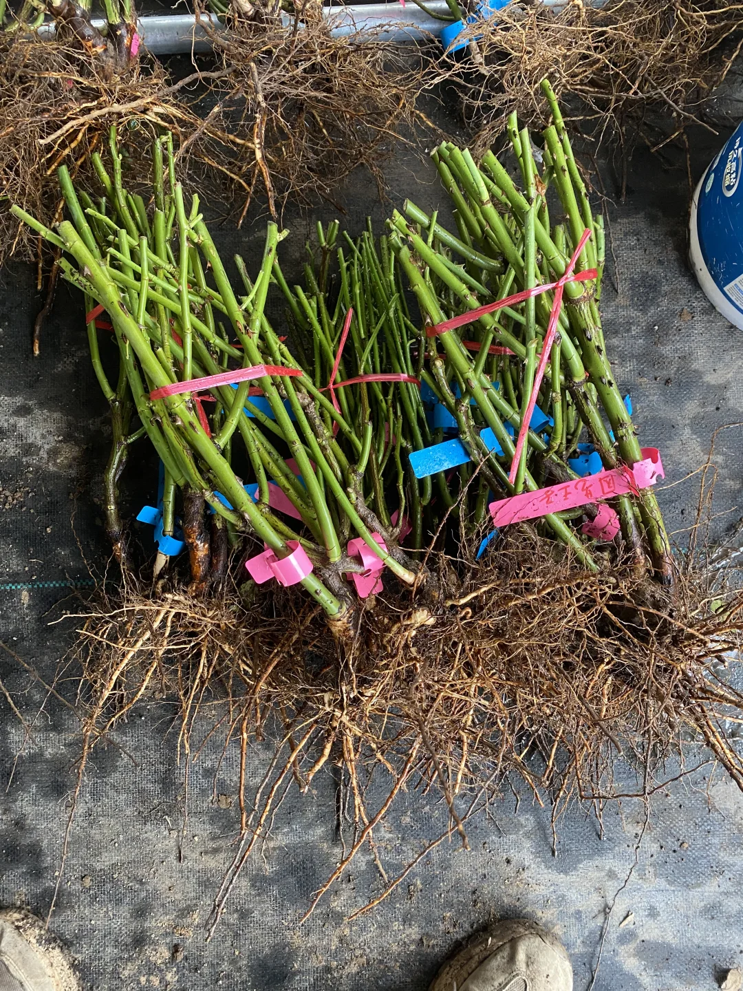地栽裸根大苗