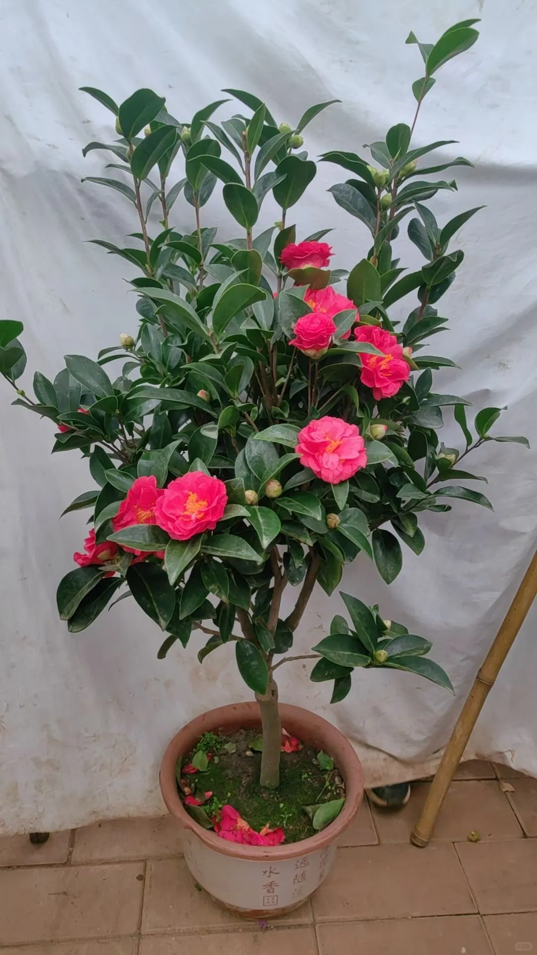 北京植物租摆_花卉租赁_绿植养护公司