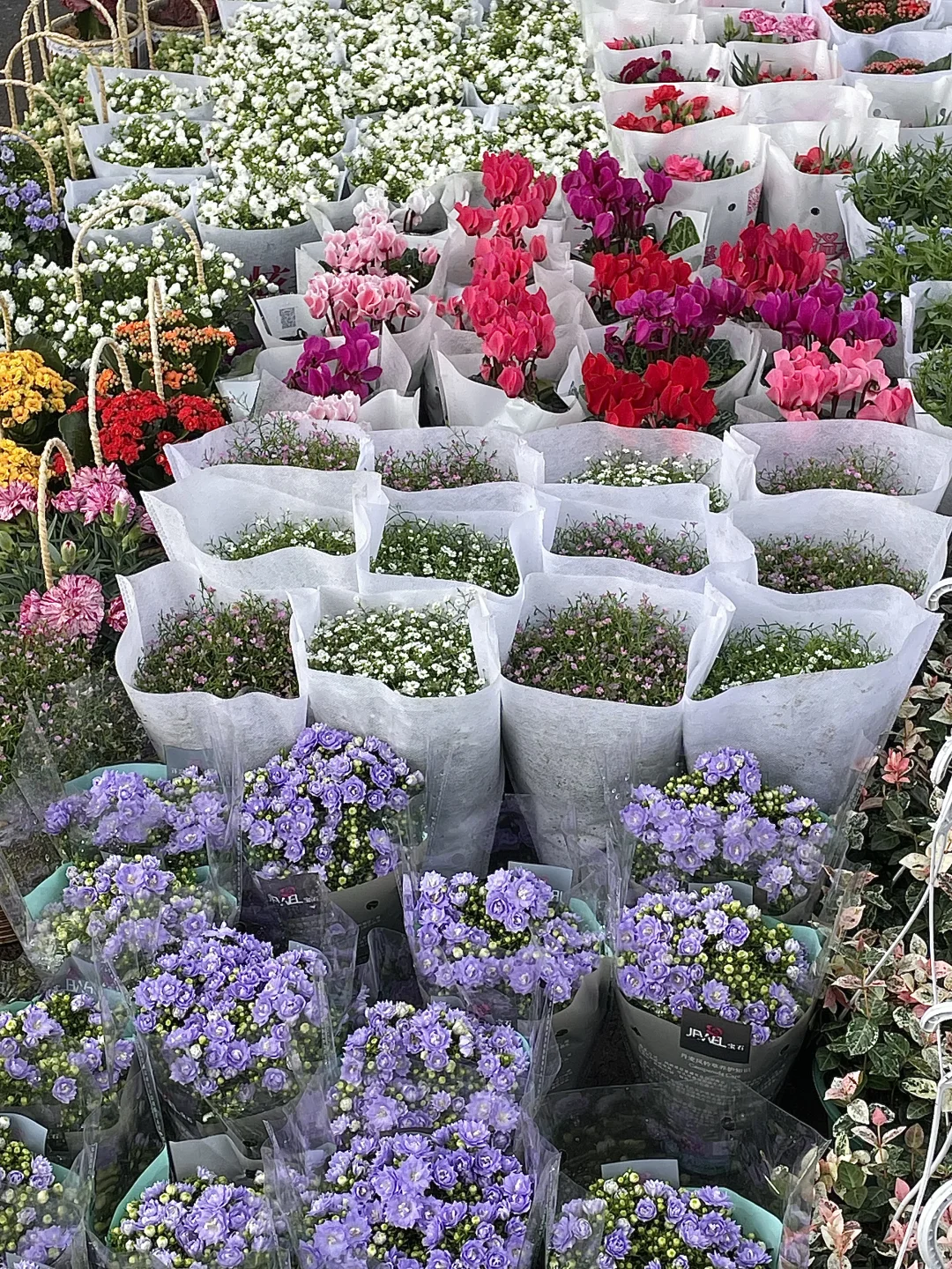 南昌这个花鸟市场也太好逛啦吧