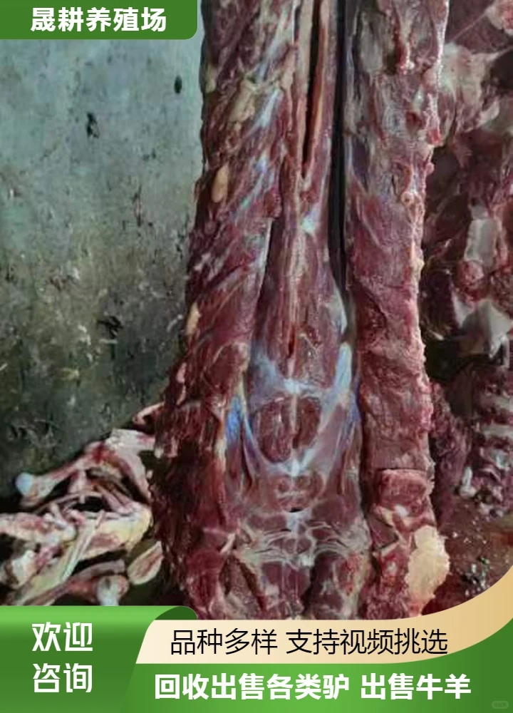 出售肉驴肉养殖场