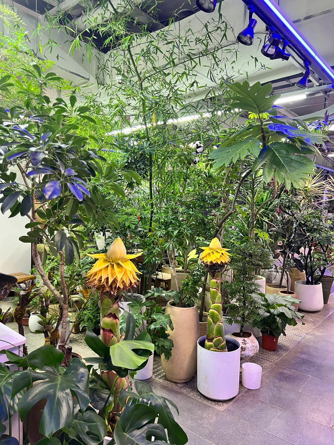 这是什么神仙绿植！太好看了吧！