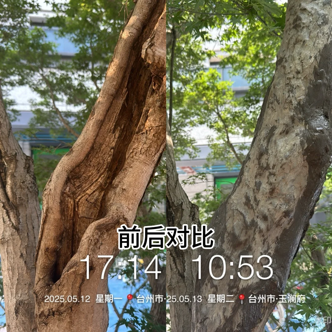 花了40万从日本买了一颗羽毛红枫树