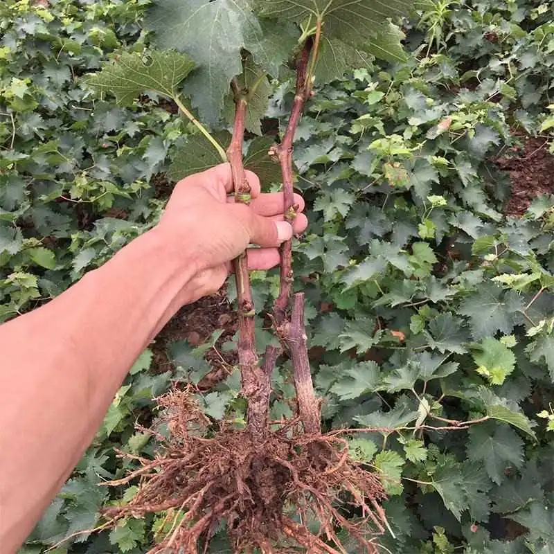 ?巨峰葡萄苗！买一送一太香了