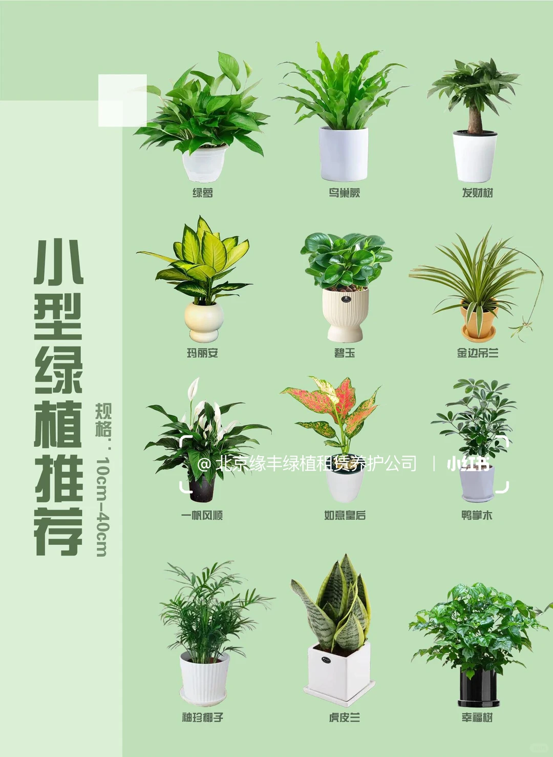 北京｜绿植租赁养护一站式服务｜套餐模式