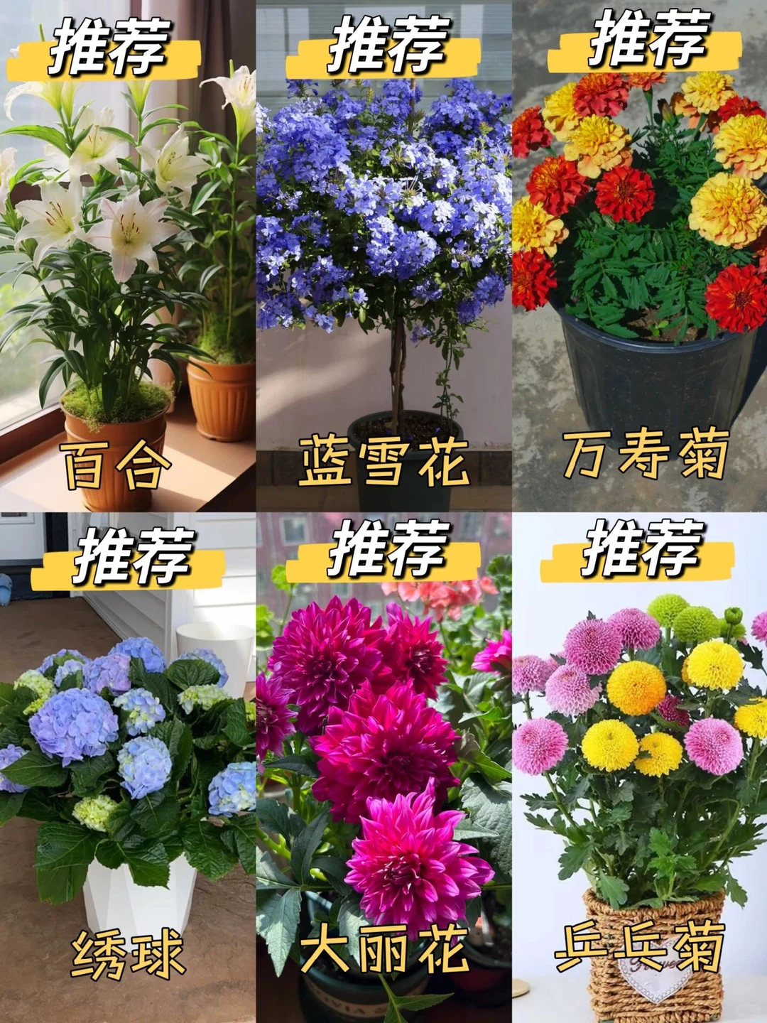 新手小白必看｜推荐养与不建议养的花?