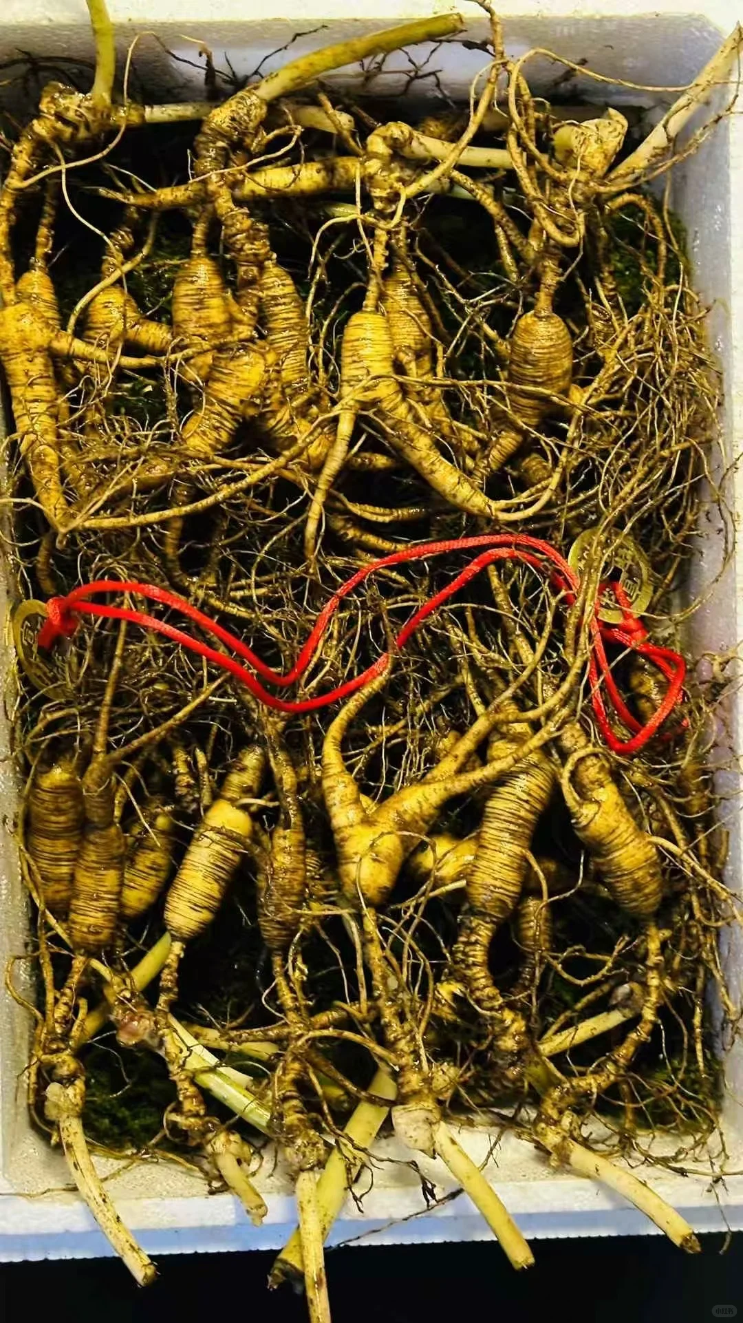 有没有感兴趣的,就这一份,年份足足的林下