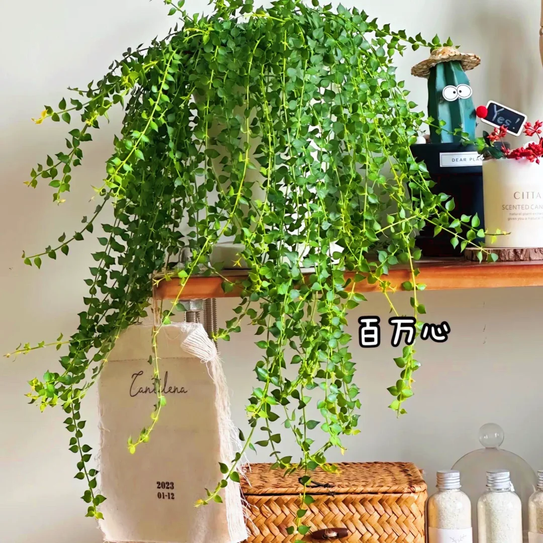 适合室内养的9种高颜值盆栽！！！