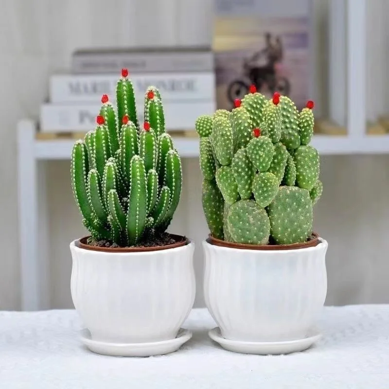 ?开花聚财山仙人掌桌面盆栽?