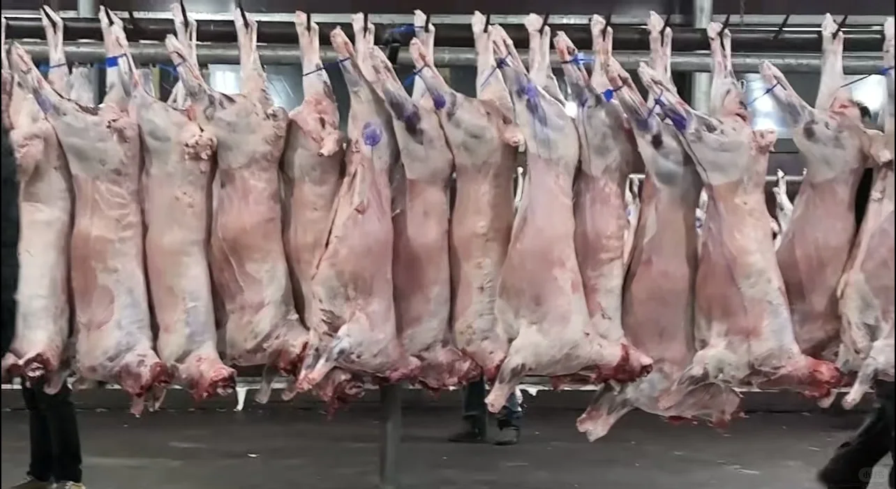 新疆草膘牛羊肉批发???