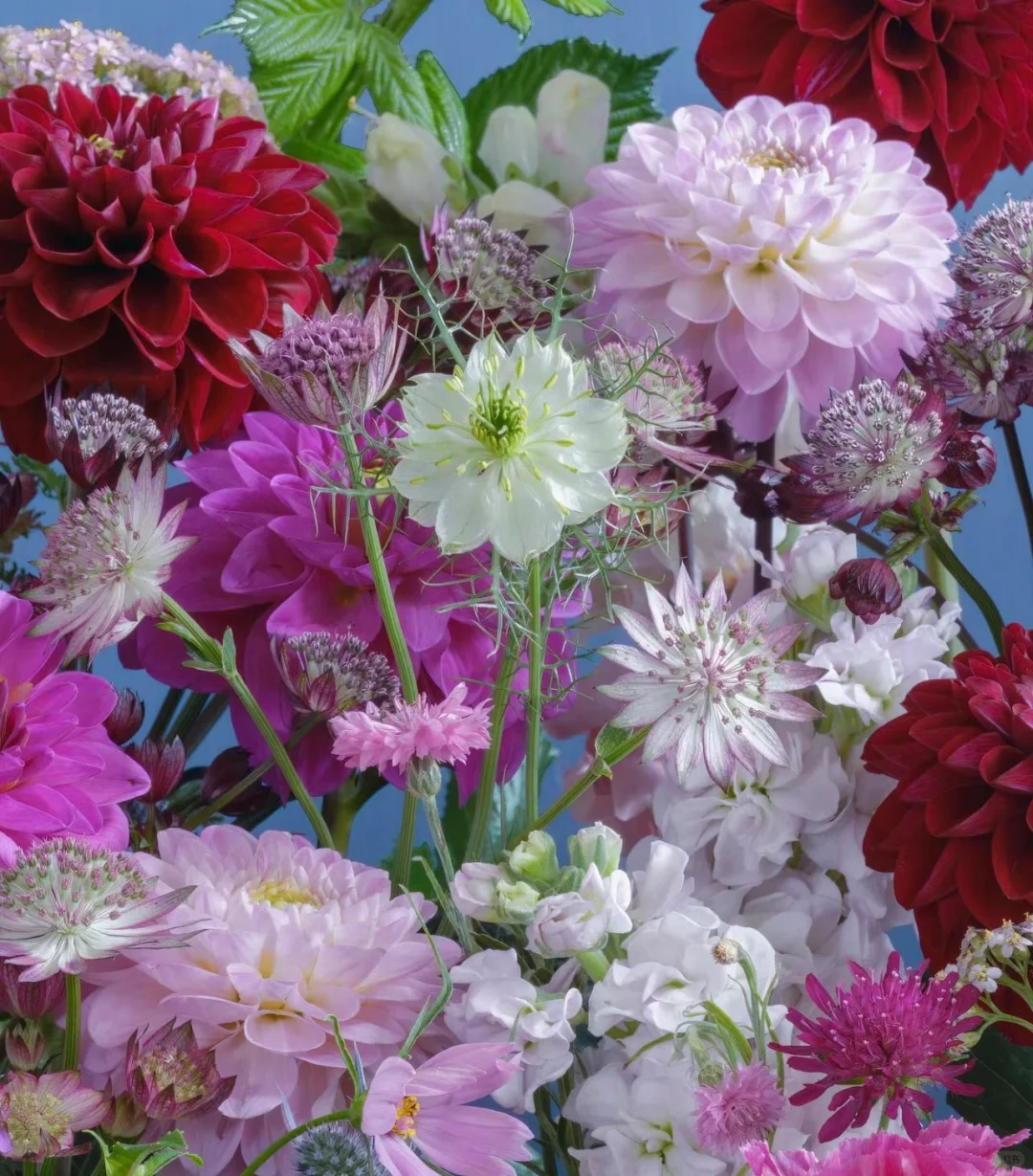 审美｜花艺美图