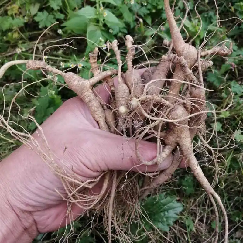 长白山林下参｜8-20年自然馈赠的鲜参宝藏