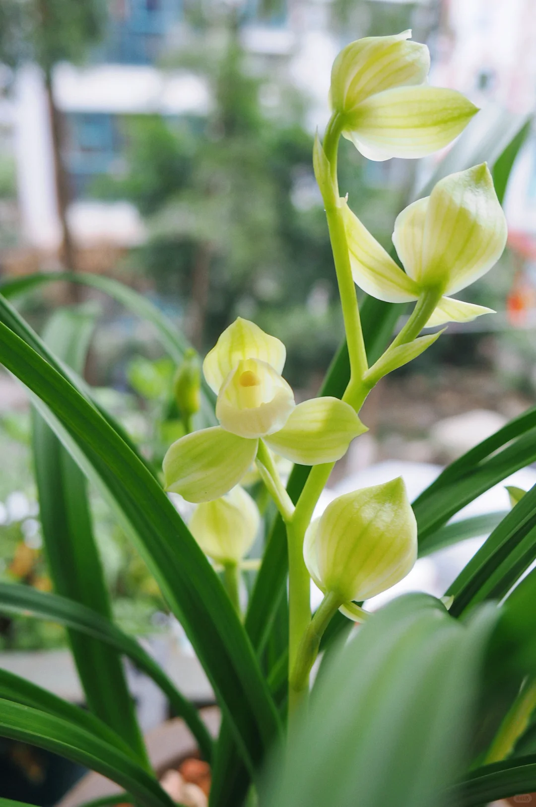 兰花，春剑素荷