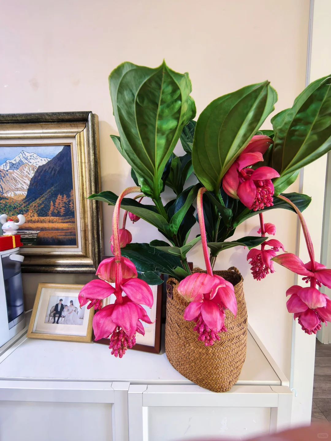 宝莲灯，花中爱马仕