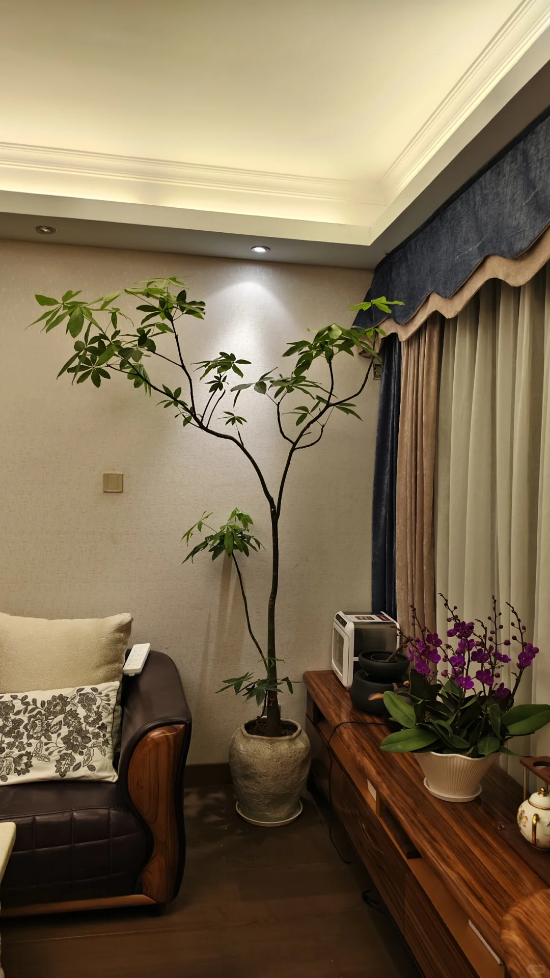 室内开花植物首选！蝴蝶兰