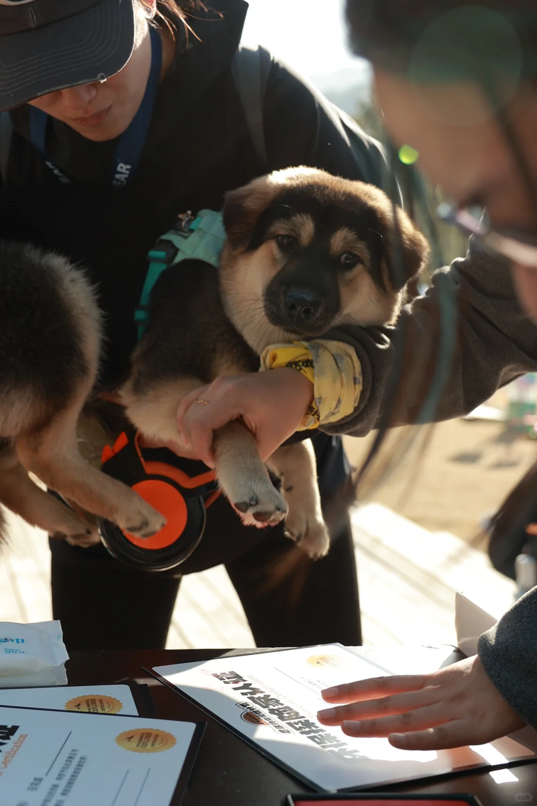 带狗净山被拉夫威尔狠狠圈粉！！