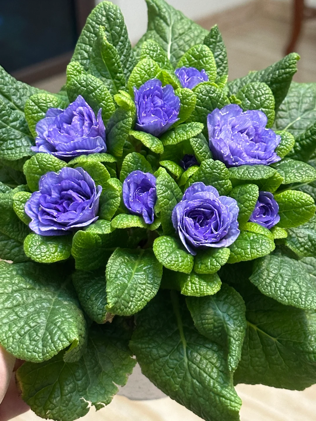 方兴长治进口Belarina重瓣报春花