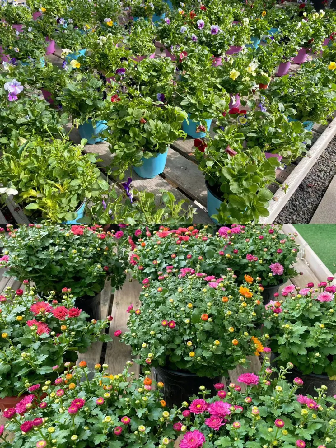 黑五闭眼入的「治愈系绿植」，虹越这波太香了