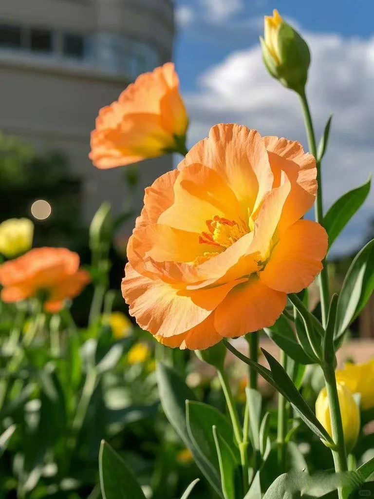 No.84#每日一植#洋桔梗?