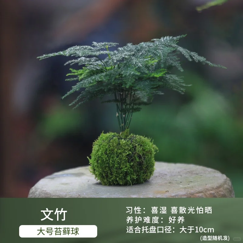 盆栽花卉组合，一镜到底～