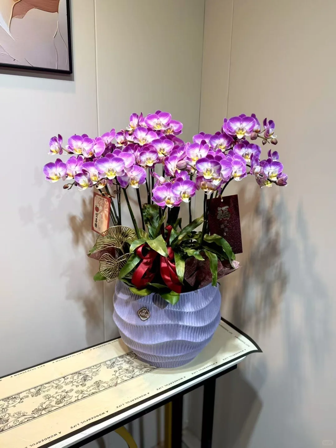 怎么会有这么美的兰花！