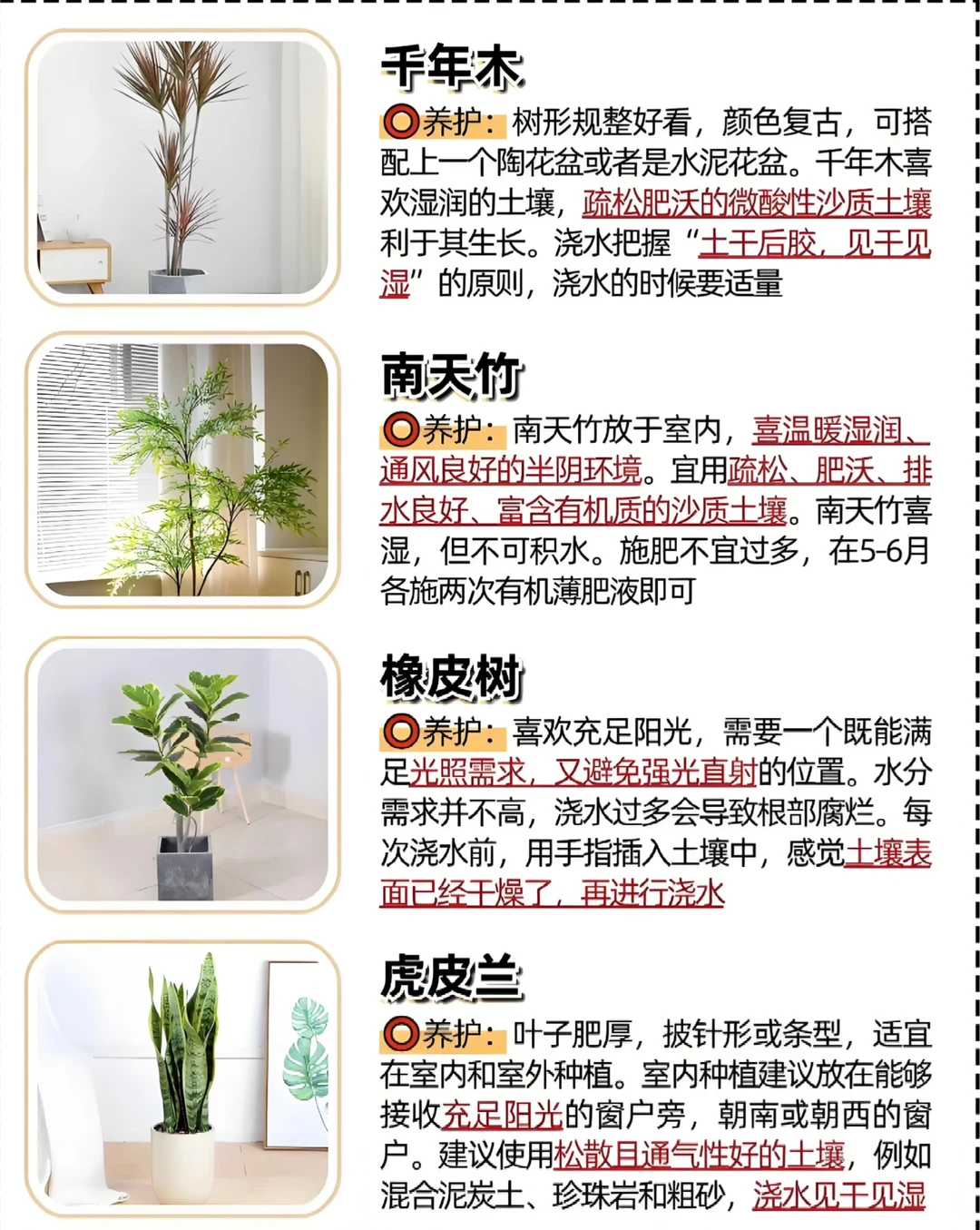 好看又好养的绿植