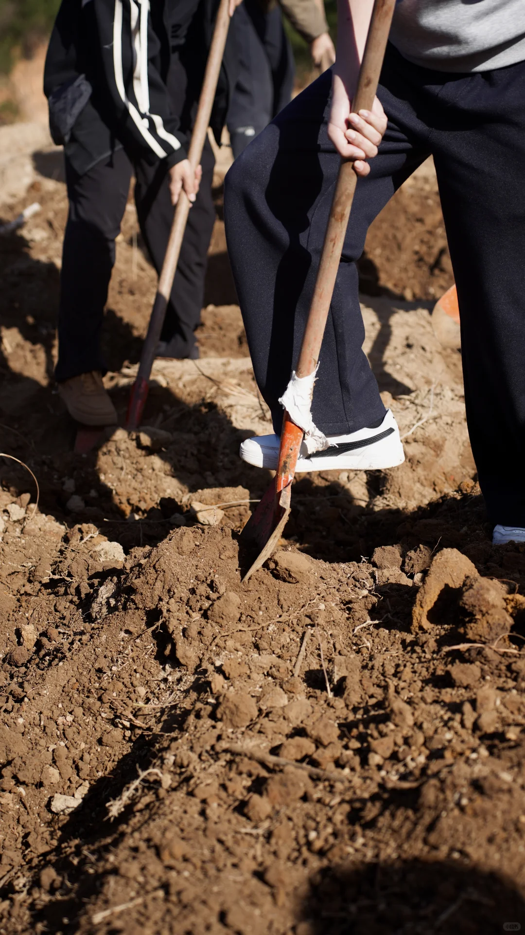 酵素的制作与土壤的快速改良。