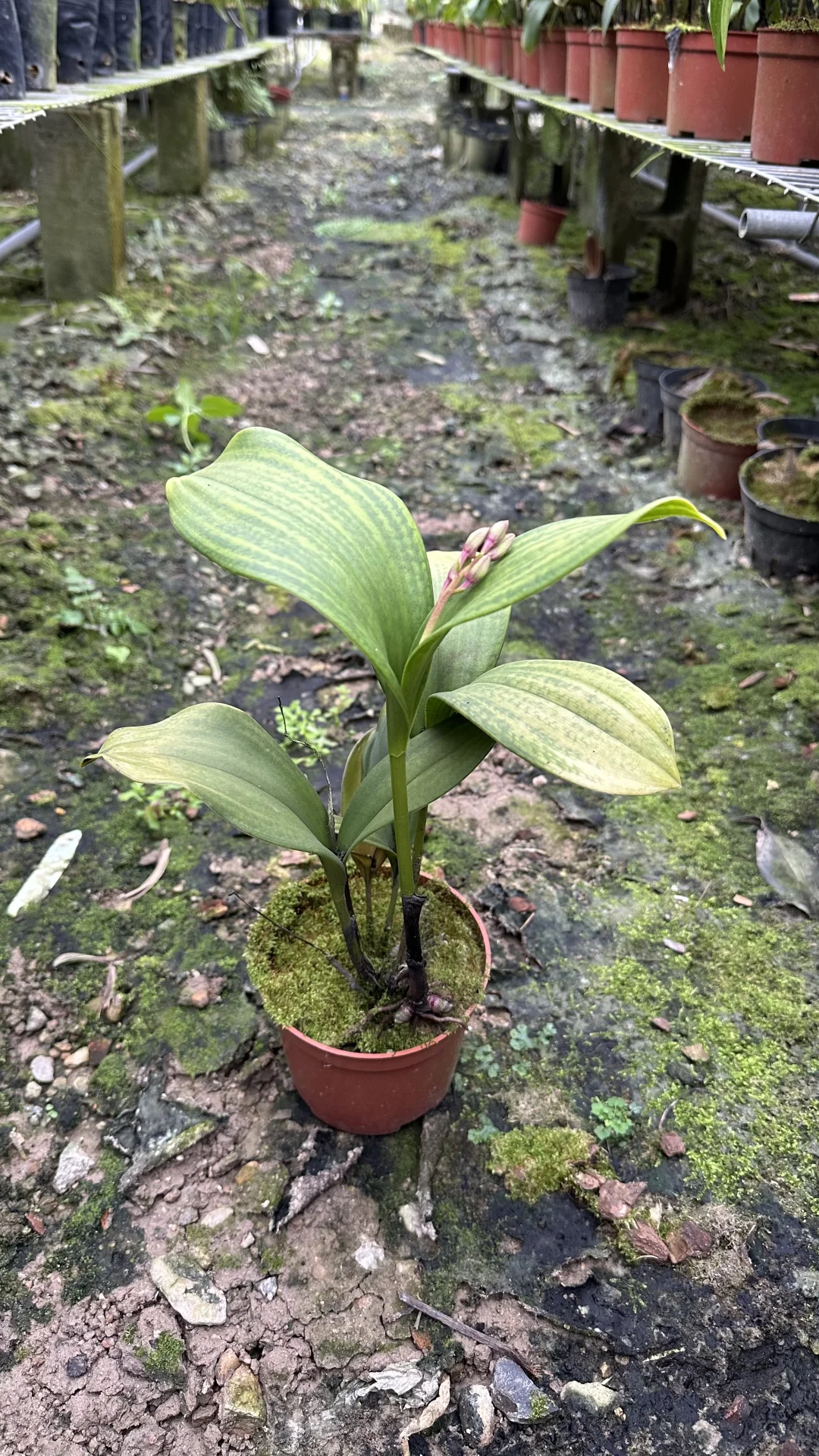 免费送花，有要的联系可邮寄