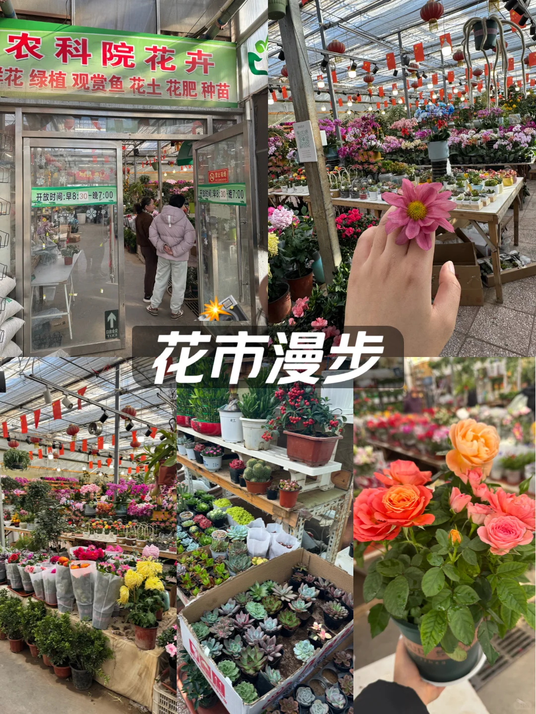 北京农科院花卉市场