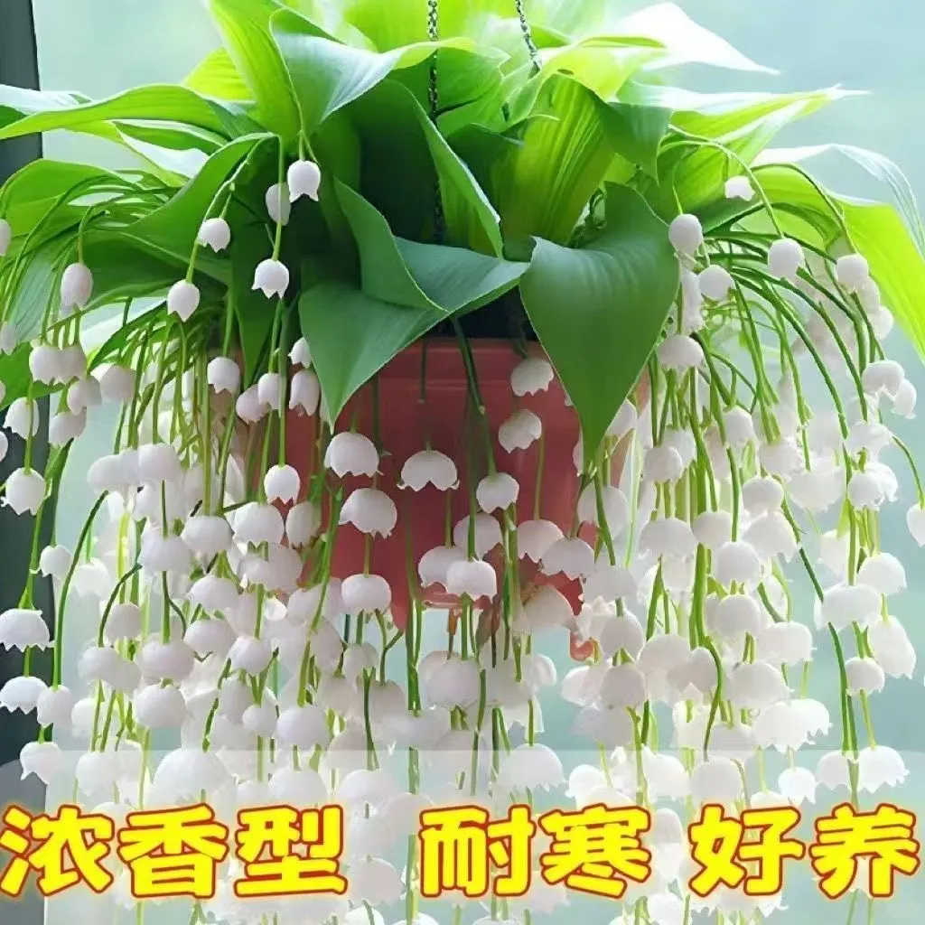 ?铃兰 | 世间最纯洁的白色小花