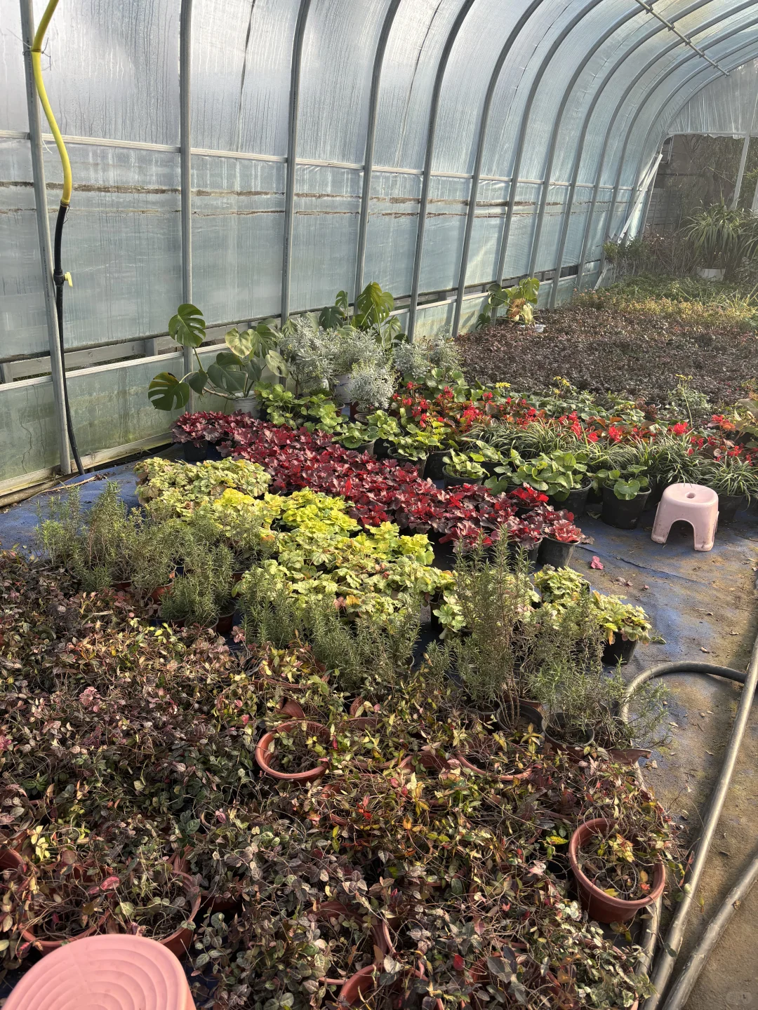 冬天的苗木市场