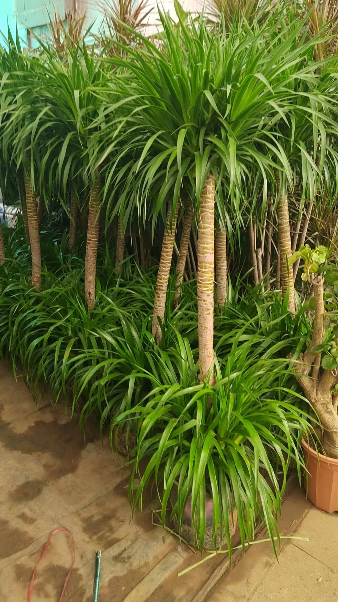 北京绿植租赁、绿植造景、年宵花、蝴蝶兰