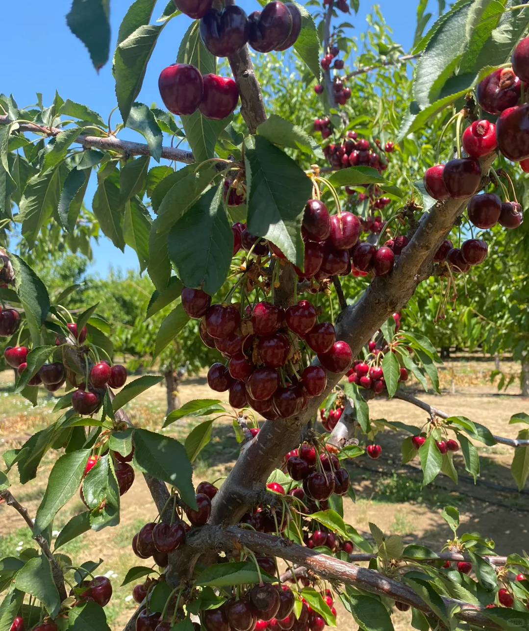 大樱桃车厘子树苗现在种正合适