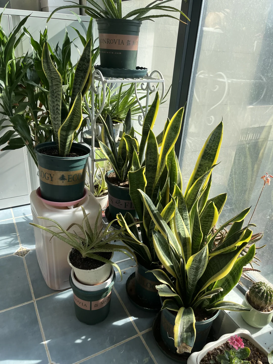 ?阳台党绿植强推虎皮兰！！