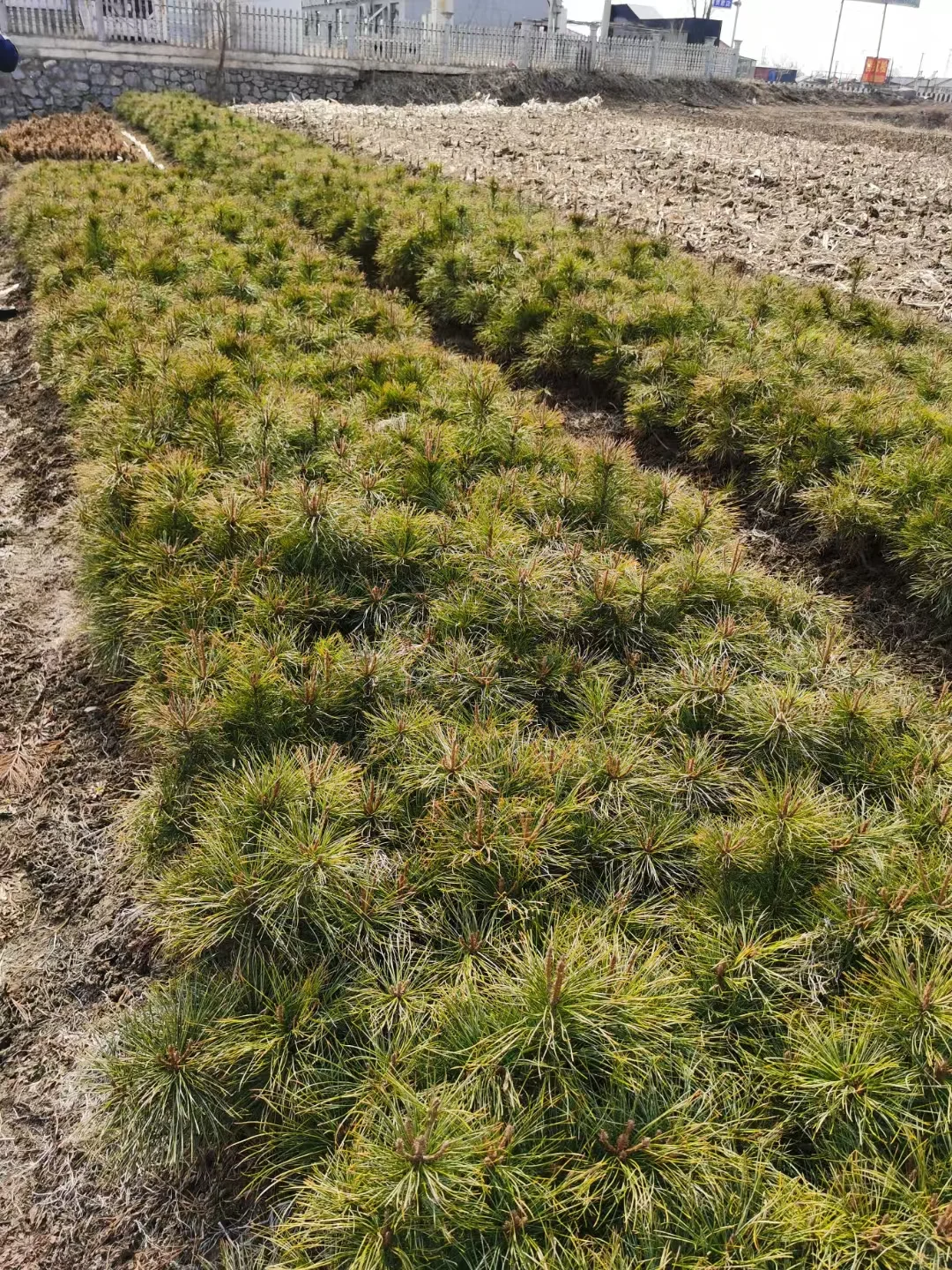 走过路过的各位老板来瞧一瞧看一看