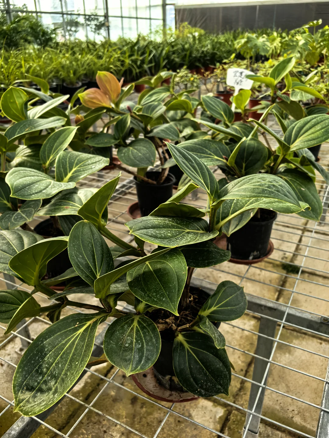 鑫善百园花卉大厅真不错！