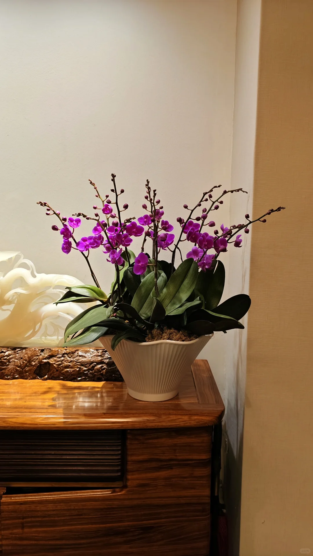 室内开花植物首选！蝴蝶兰