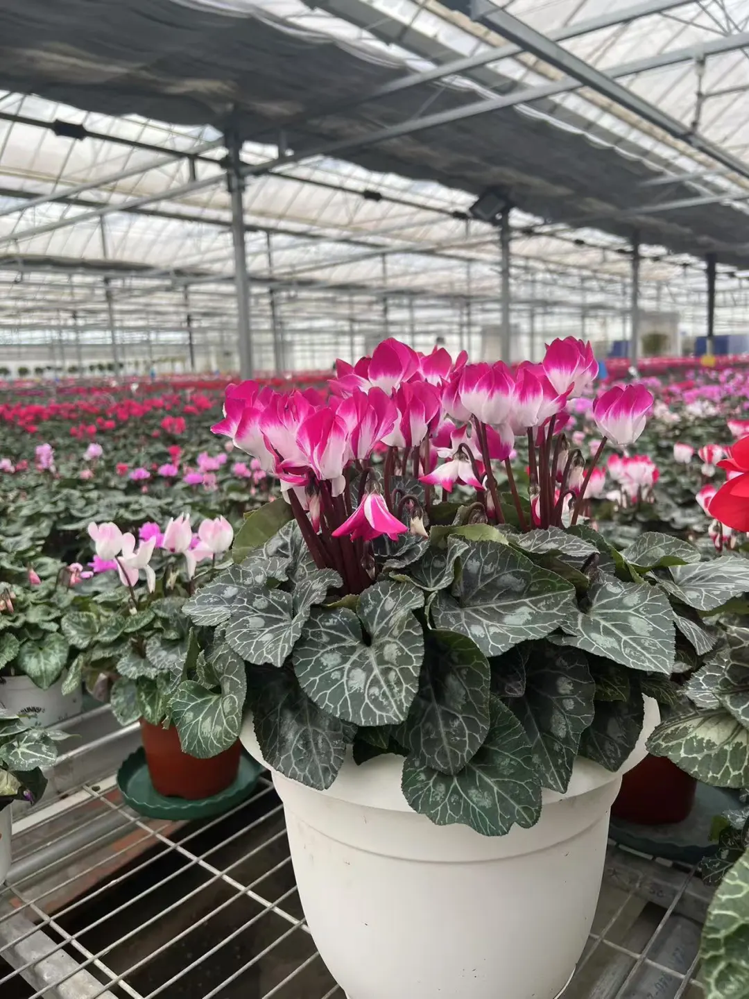 仙客来荷花系列~