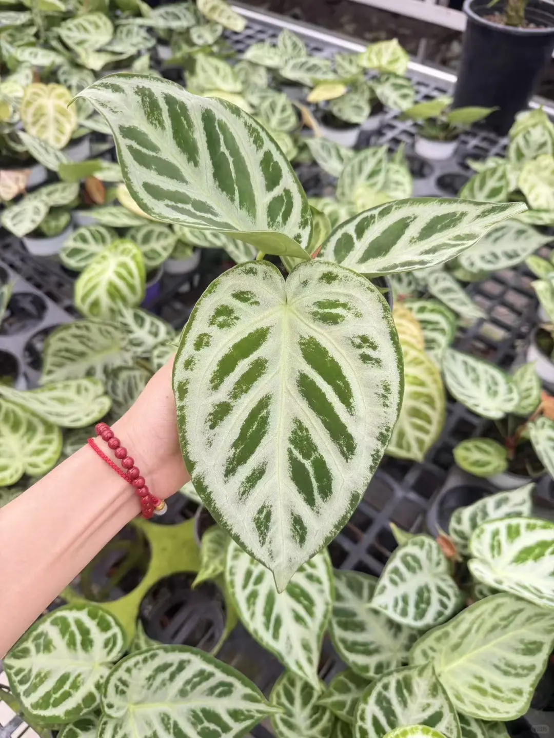 银刷子花烛接批发单，欢迎档口绿植花店询单