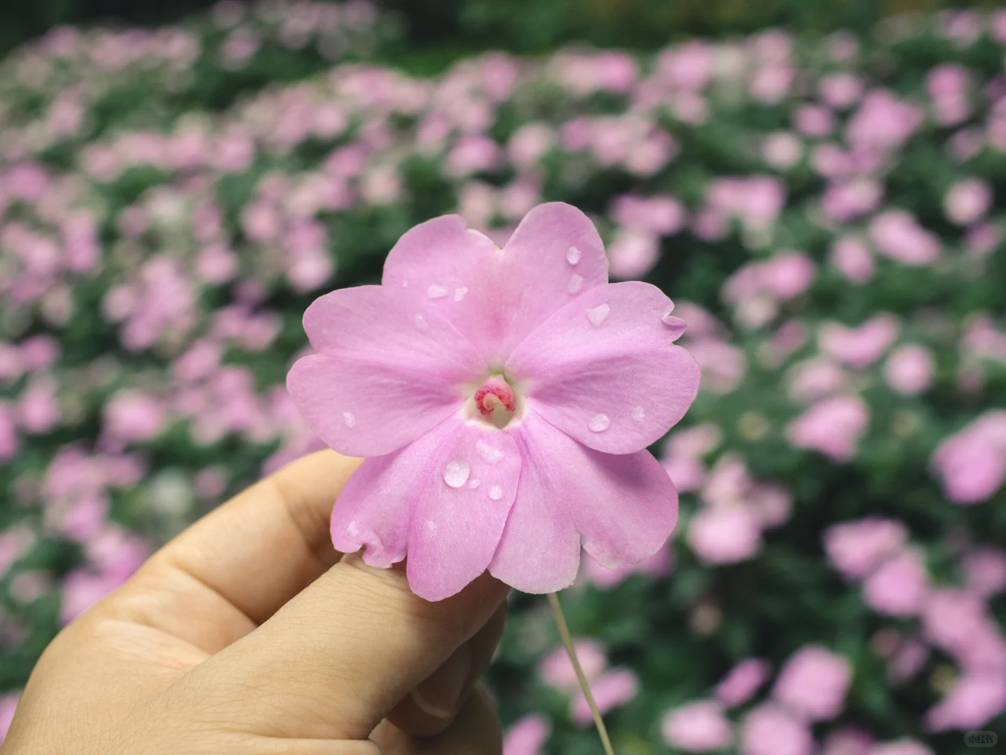 花花 | 苏丹凤仙花