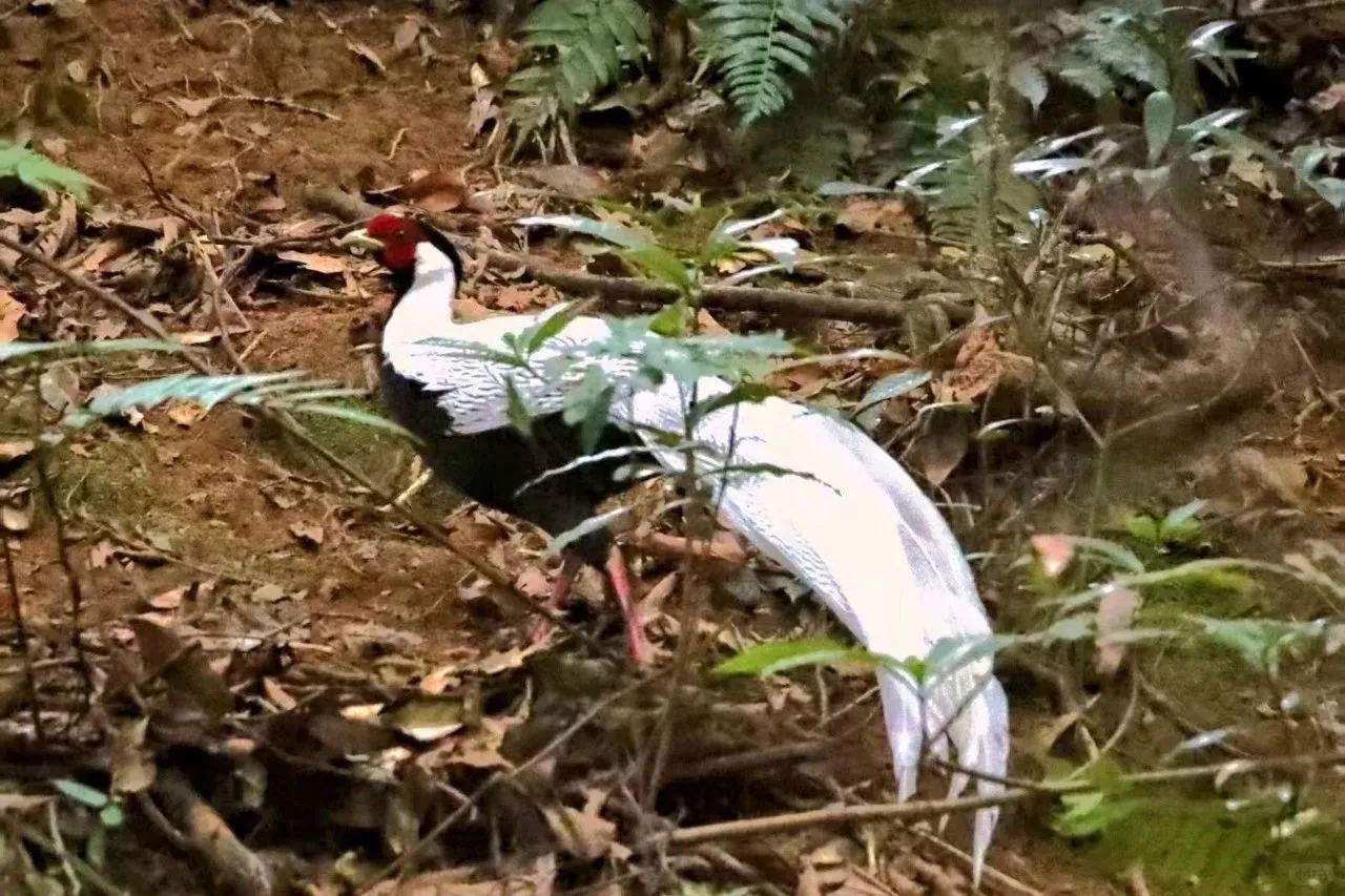 福建隐藏的千年森林!背后故事太戳人了!