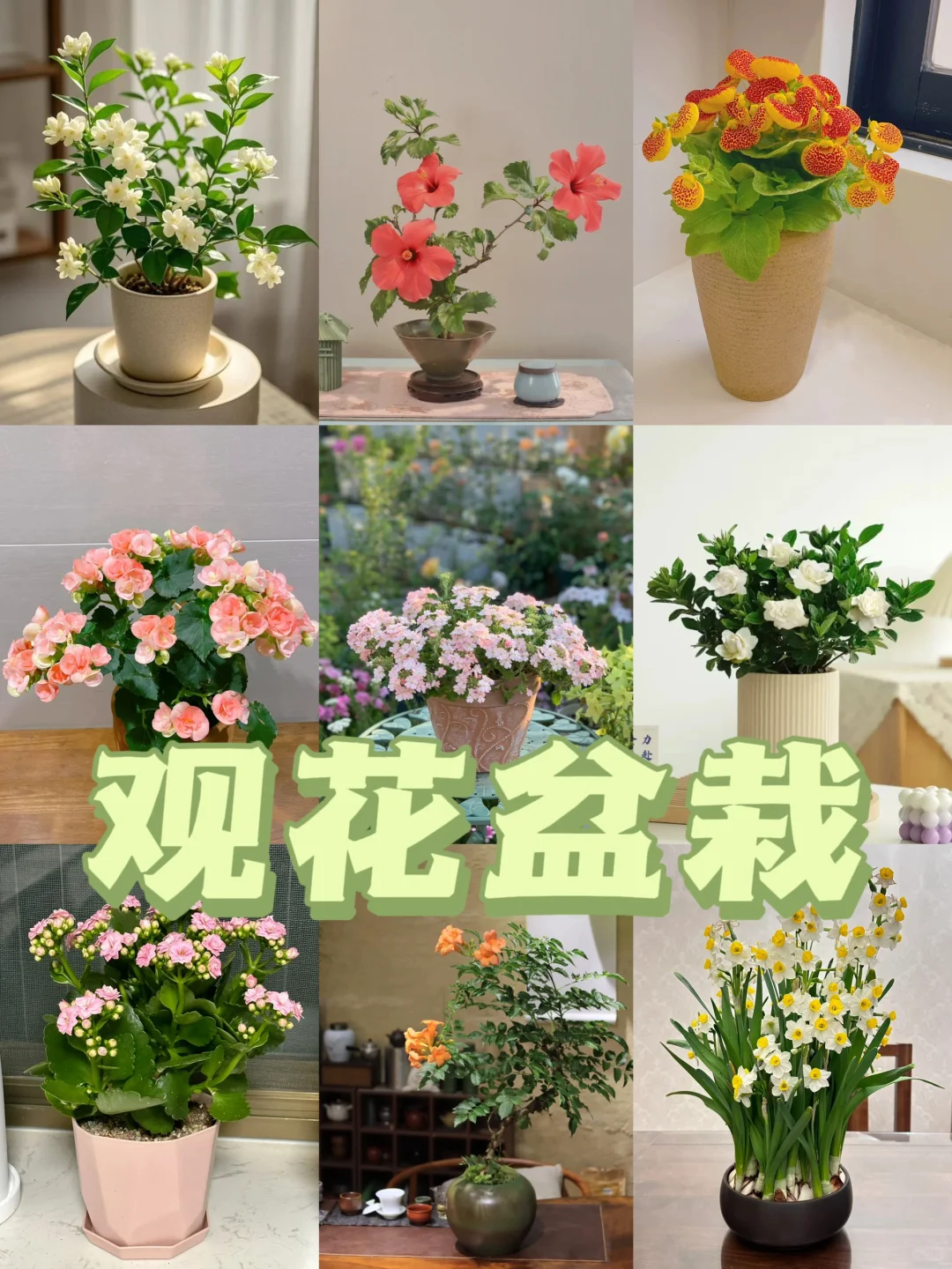家里养花｜观花盆栽