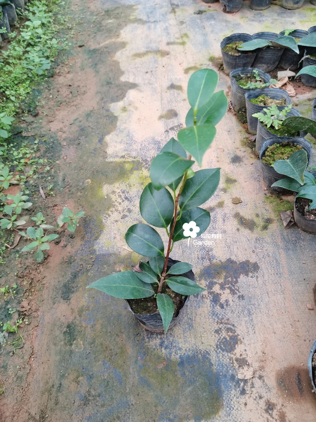 绞初岚日本山茶花苗情实拍/25.08