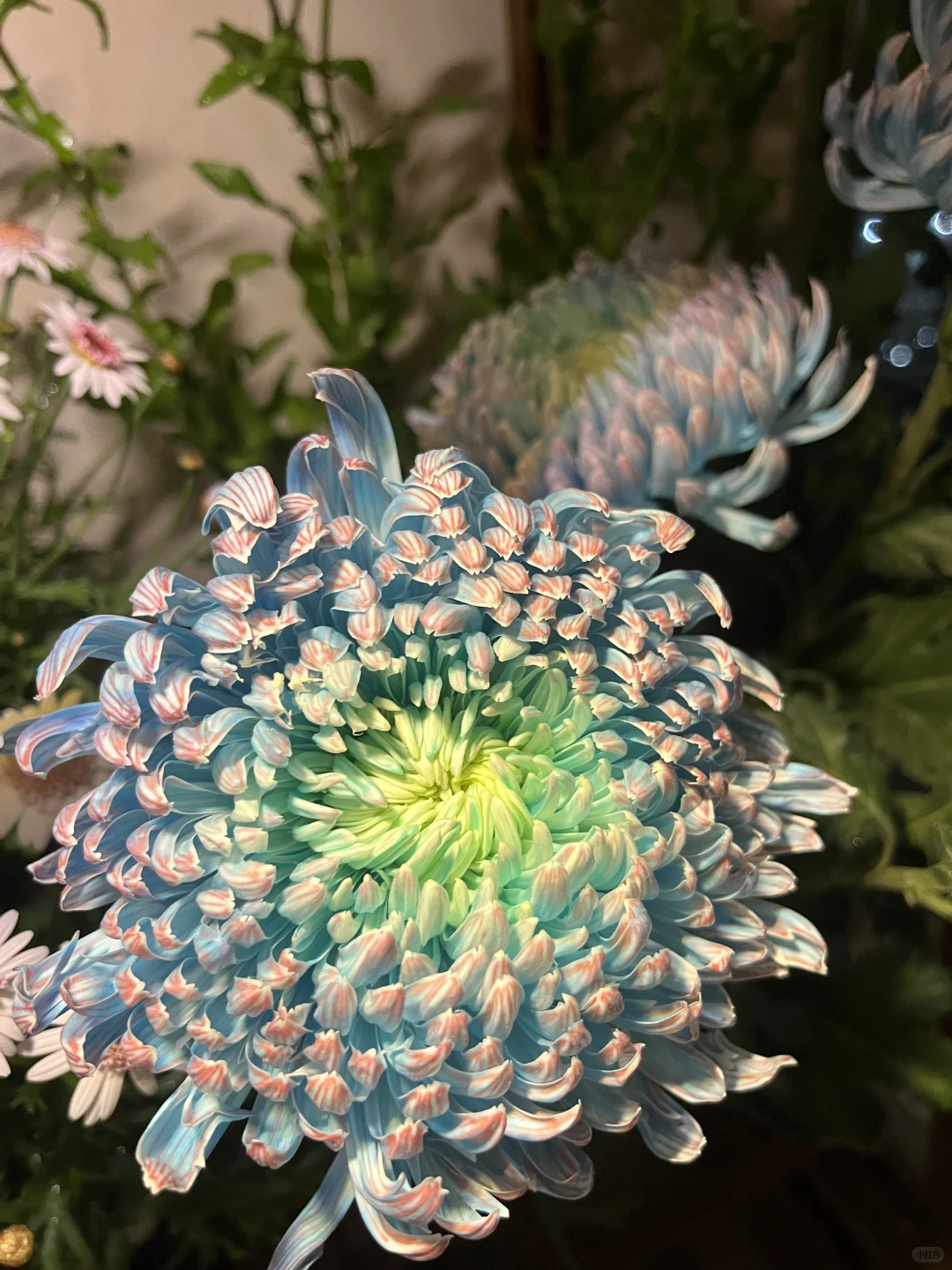 独居 | 一个人养花的治愈时光?